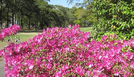 Oak Island Golf Course and azaleas